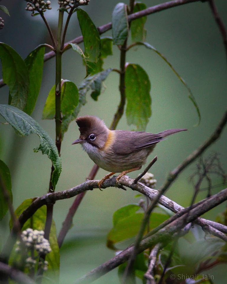 A Whiskered Yuhina at Neora Valley National Park - shivalijain_/instagram