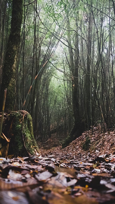 Trees at Neora Valley National Park