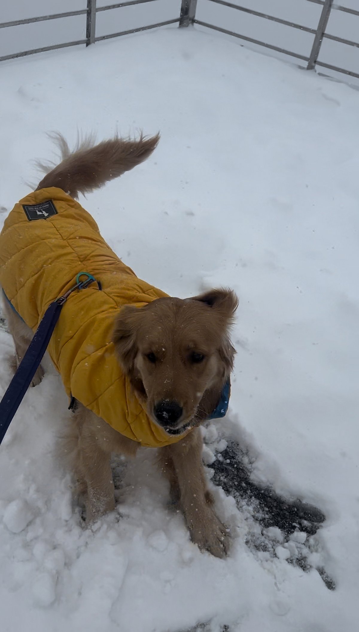 Theia playing in the snow