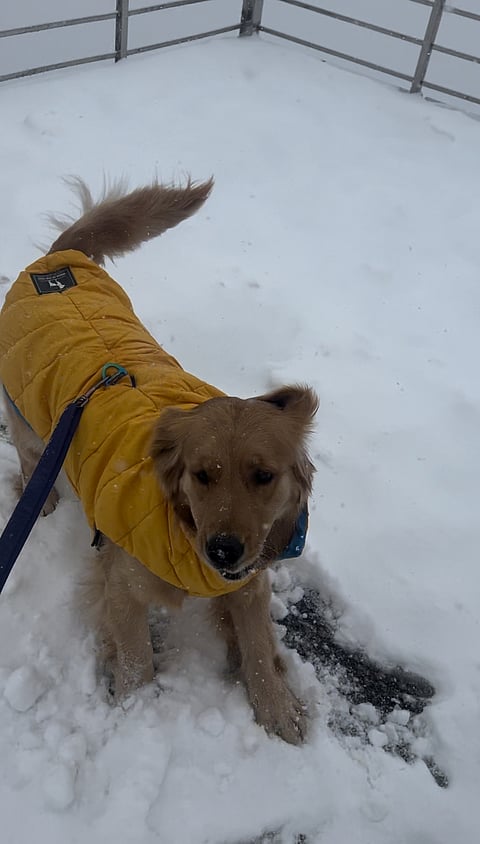 Theia playing in the snow