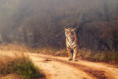 A Royal Bengal Tiger at the Ranthambore National Park