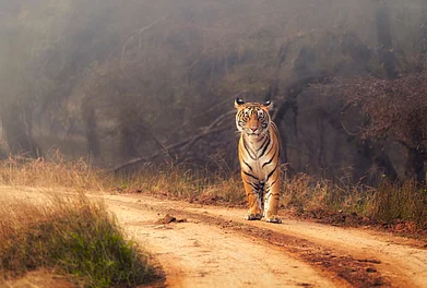 Shutterstock : A Royal Bengal Tiger at the Ranthambore National Park