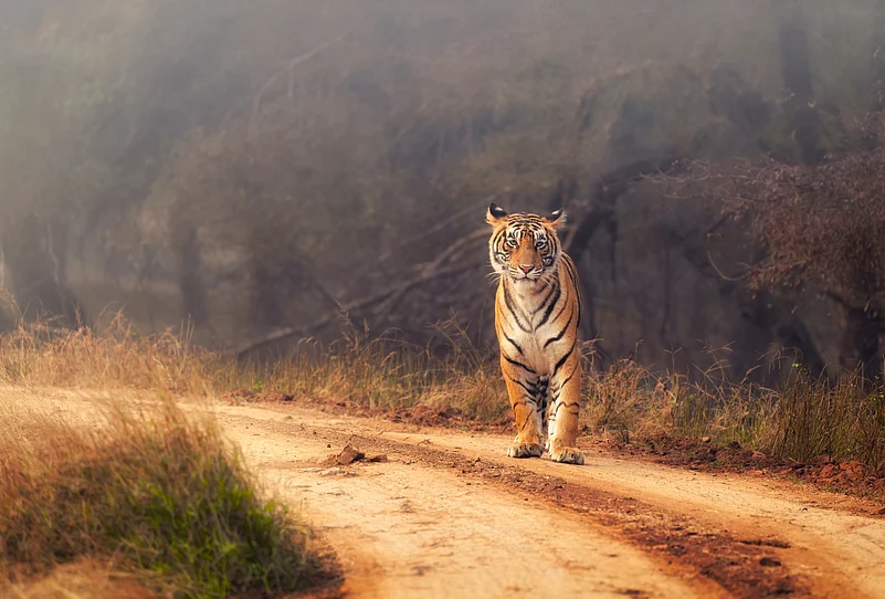 A Royal Bengal Tiger at the Ranthambore National Park
