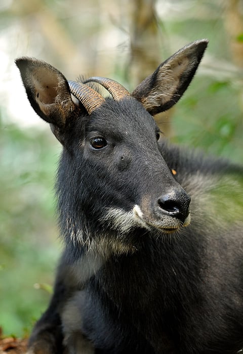 A Serow in its habitat