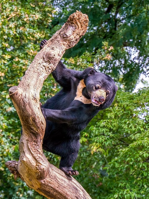 A shot of a Malayan Sun Bear