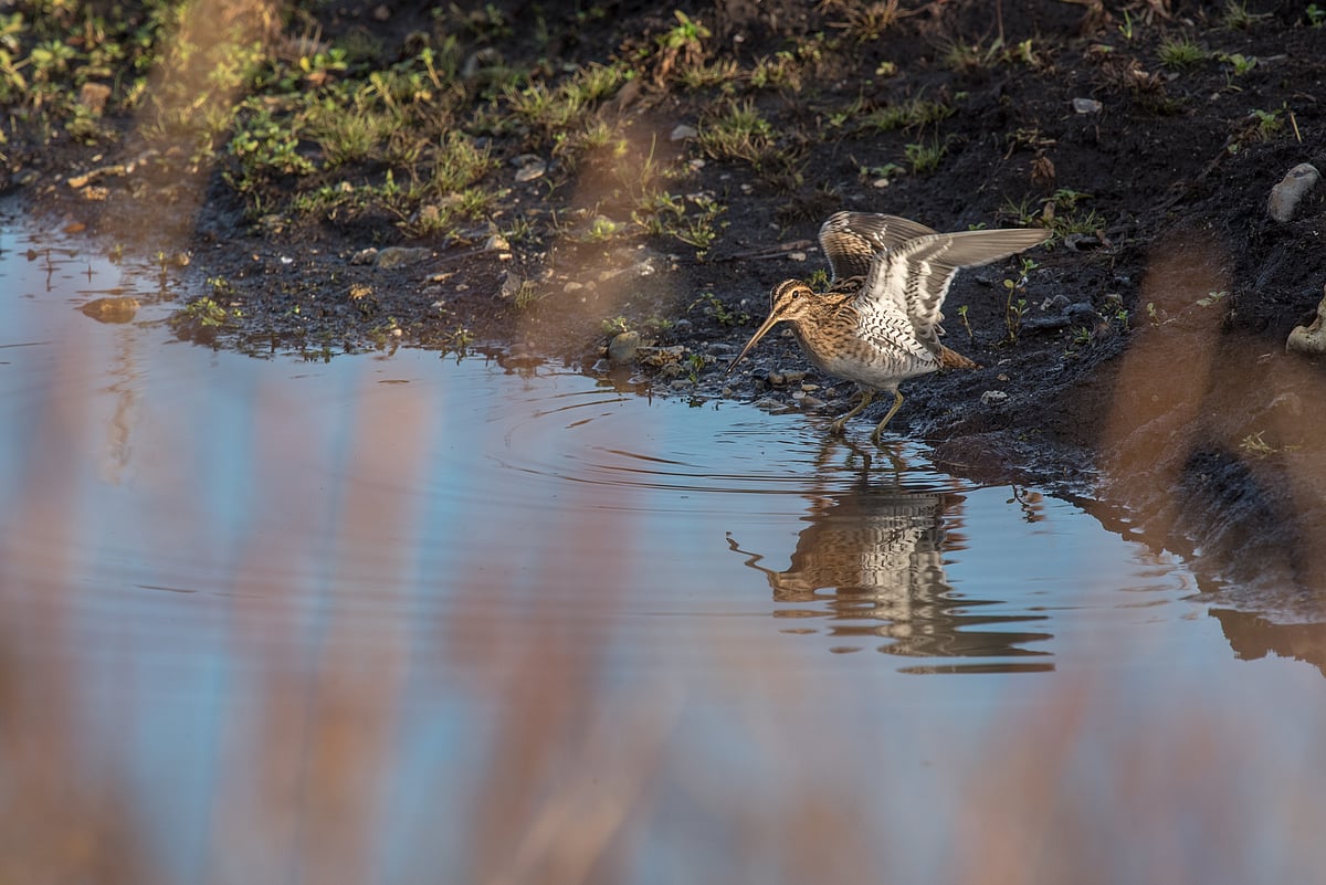 A snipe wades into the water of the Langford Lakes