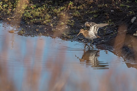 A snipe wades into the water of the Langford Lakes
