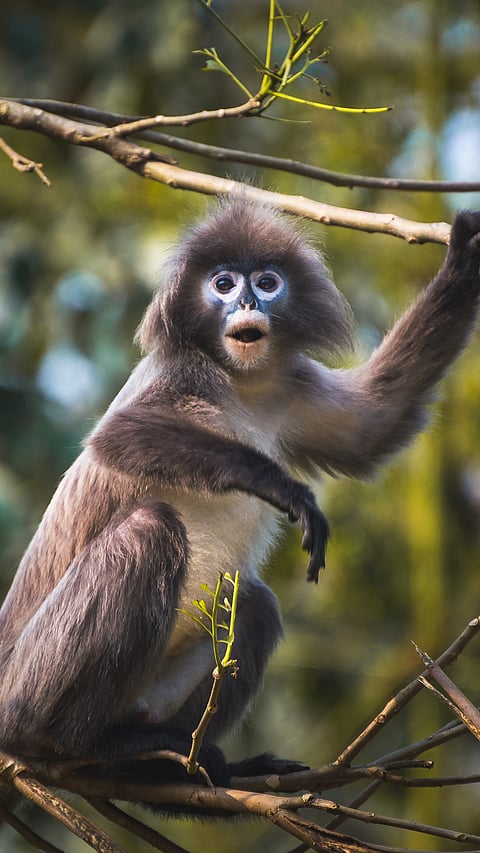 A Phayre's Leaf Monkey in its habitat