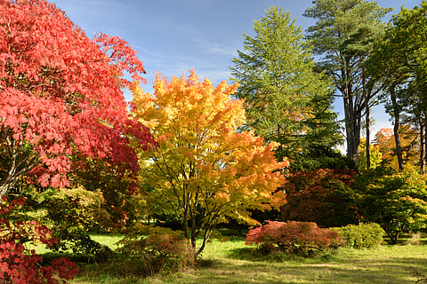 The colourful autuman foliage at the Westonbirt, The National Arboretum