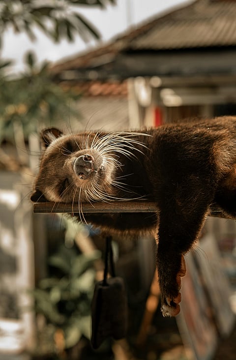 A Binturong sleeps peacefully