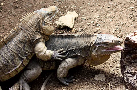 Cyclura nubila in Barbados Wildlife Reserve