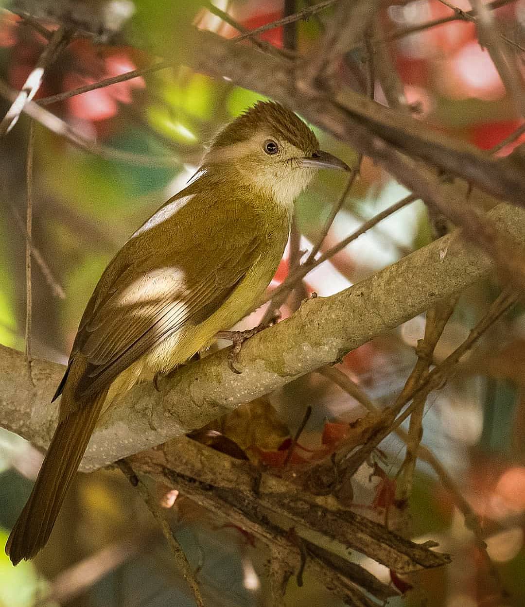 birds_of_mizoram/instagram : Olive Bulbbul inside Dampa Tiger Reserve, Mizoram