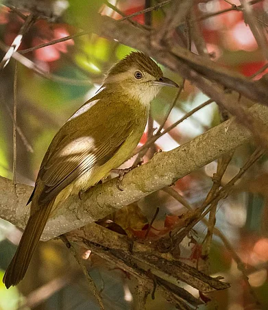 birds_of_mizoram/instagram : Olive Bulbbul inside Dampa Tiger Reserve, Mizoram