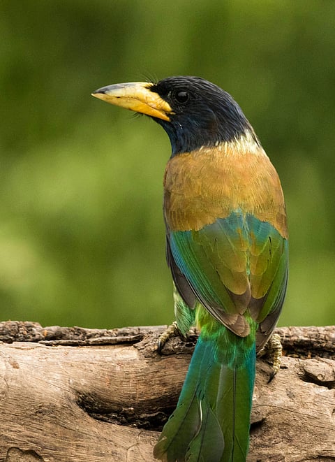 Close-up of a Great Barbet