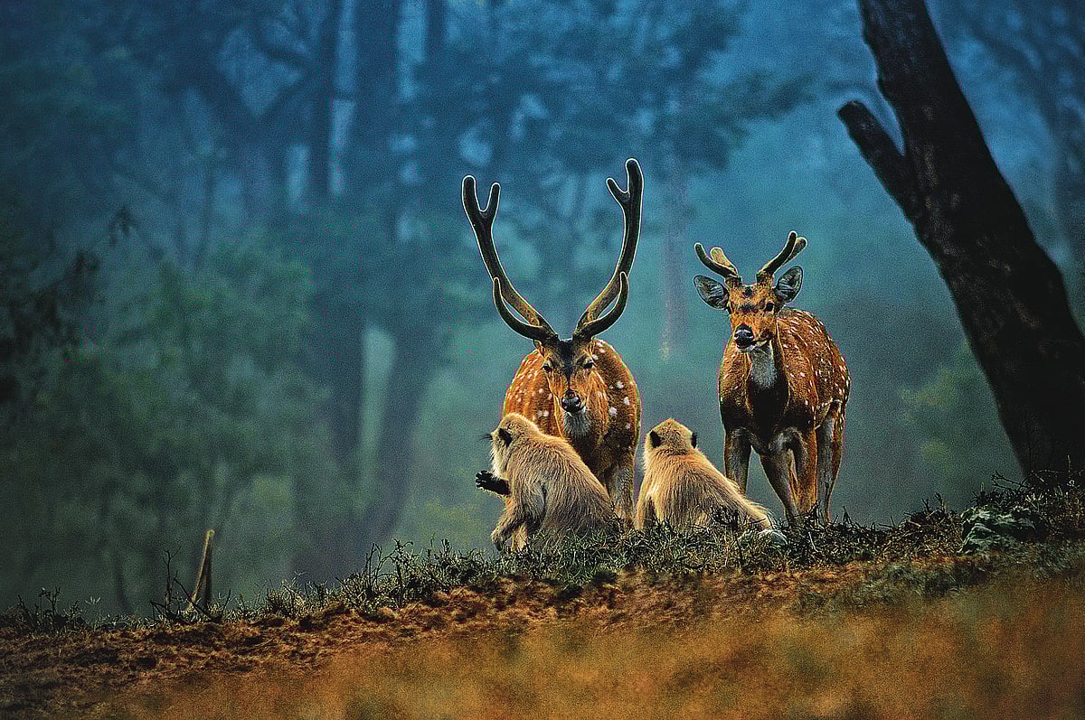 Copyright: C Samayamoorthy