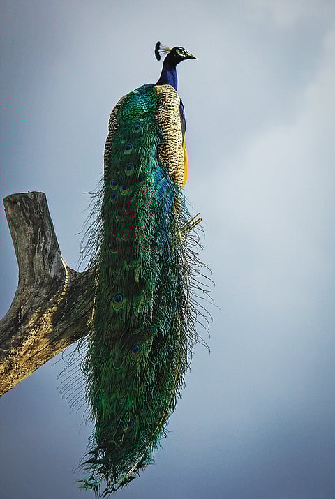 Around eight per cent of the total bird species in India can be found in Mudumalai National Park
