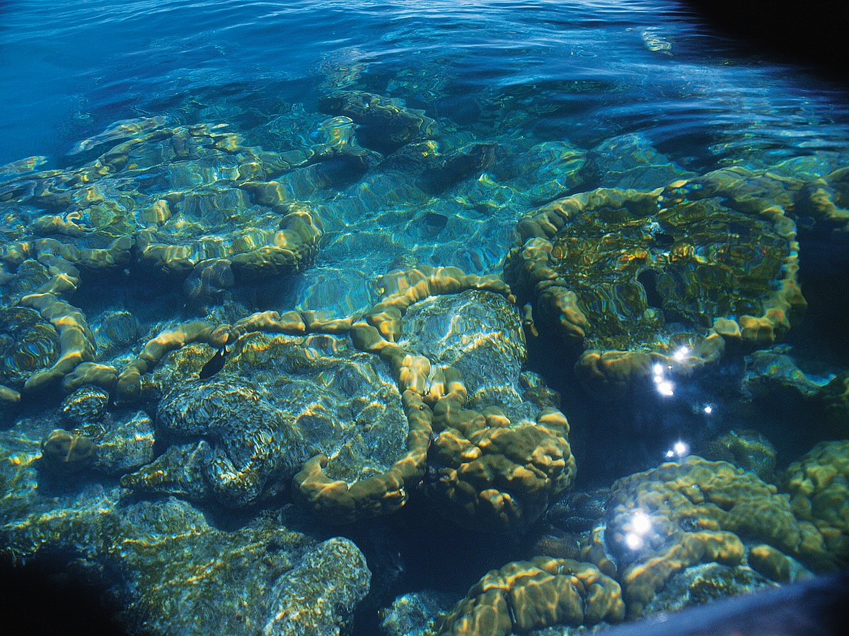 Take a glass-bottomed boat to see the 117 types of hard coral species which give the Gulf Of Mannar Marine National Park the moniker of “underwater tropical rainforest”  