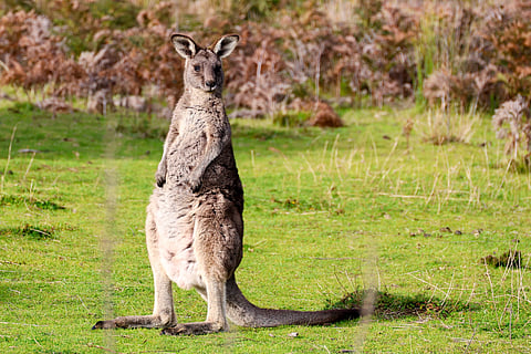A kangaroo looks on at the Wilsons Promontory National Park