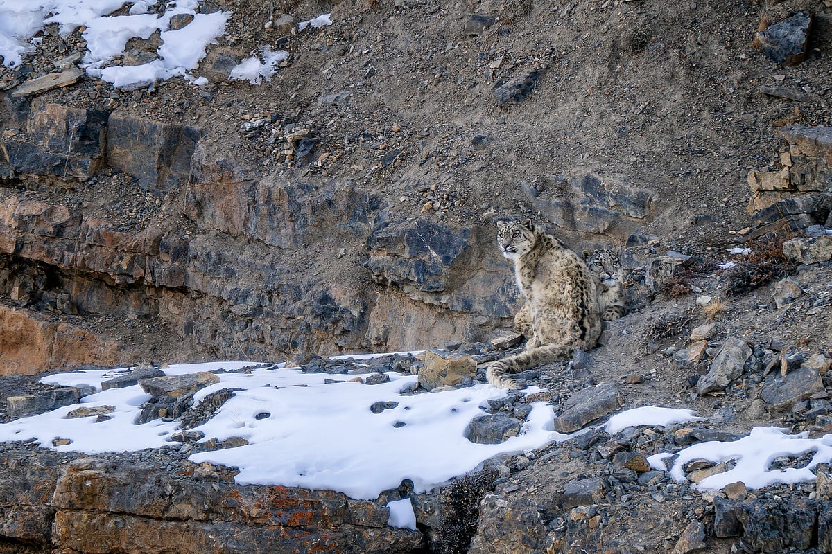 Shutterstock : A snow leopard in Ladakh