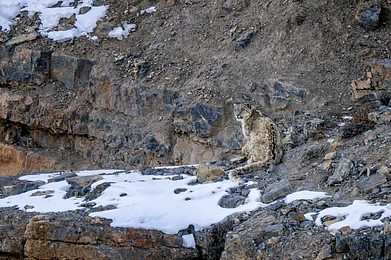 Shutterstock : A snow leopard in Ladakh