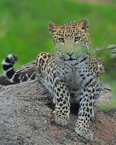 bheru_bishnoi_/Instagram : A leopard in the Kumbhalgarh Wildlife Sanctuary