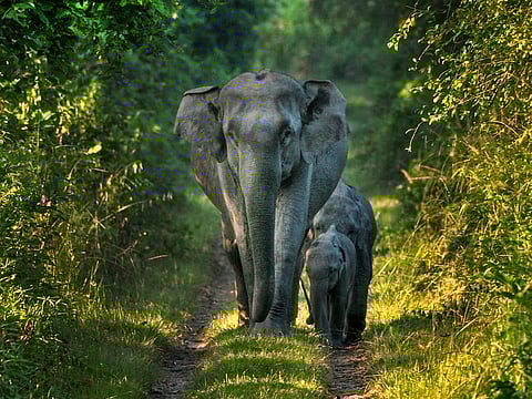 An elephant family at Orang National Park