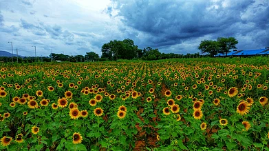 Shutterstock : Gundlupete is called the The Flower Pot of India.