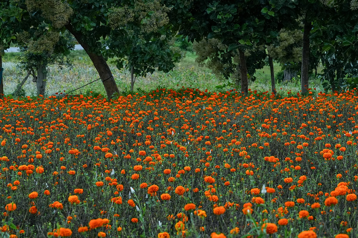 Carpets of marigolds bloom between September and December.