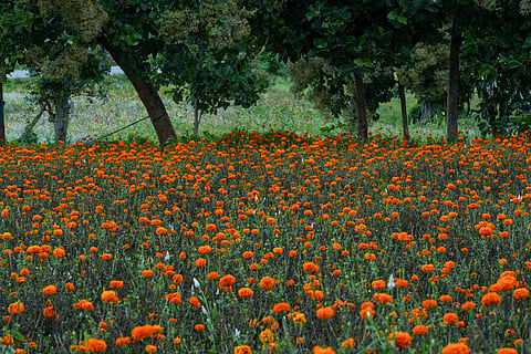 Carpets of marigolds bloom between September and December.