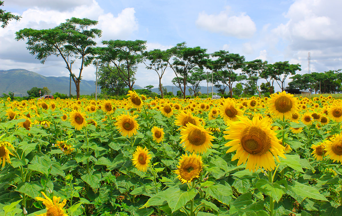The flower fields of Gundlupete are in full bloom between June and September. 