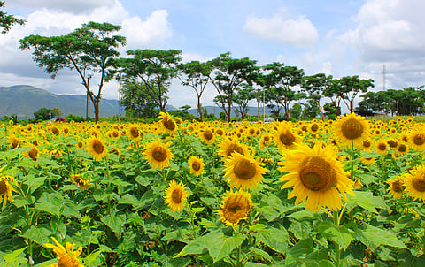 The flower fields of Gundlupete are in full bloom between June and September.