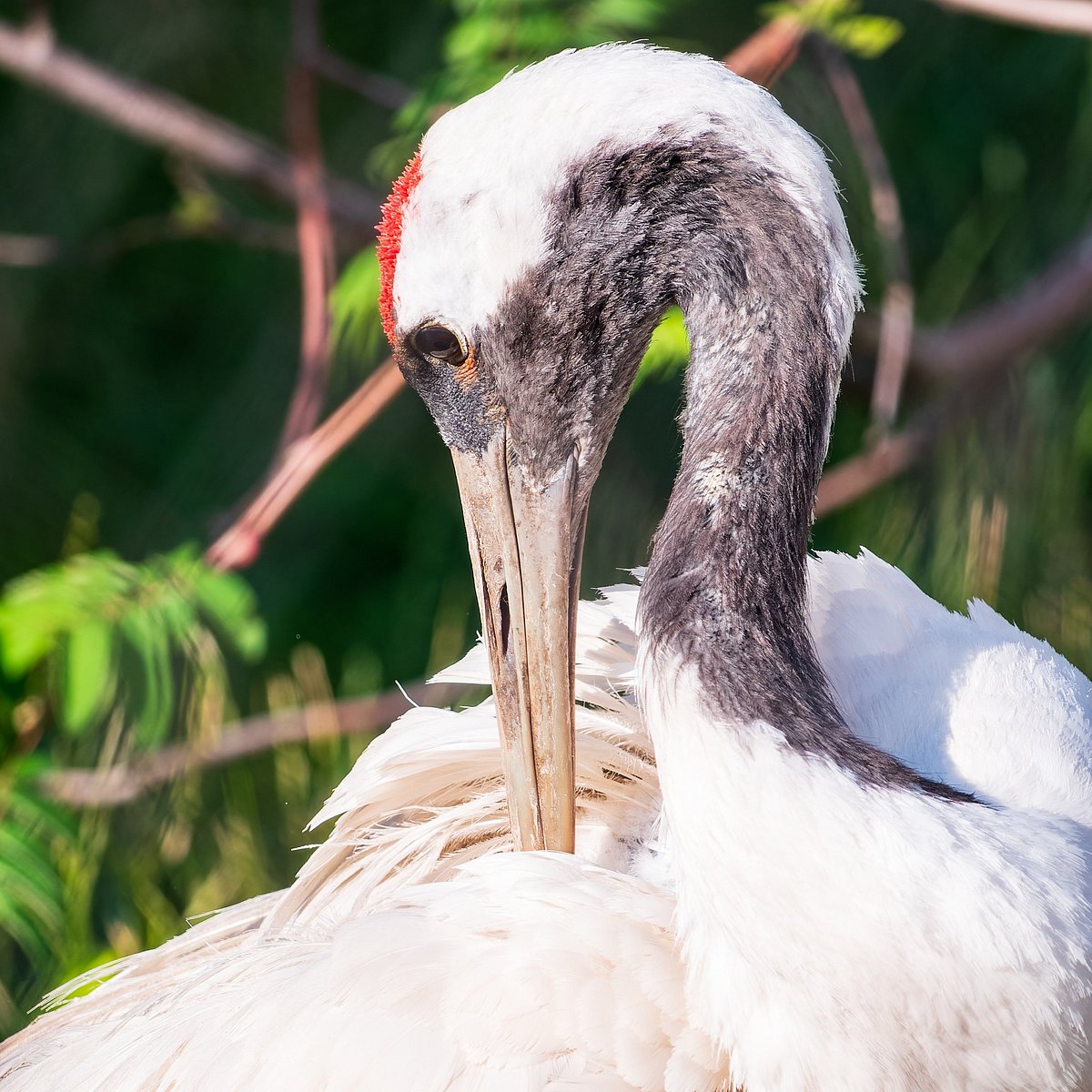 A shot of a beautiful Siberian Crane.