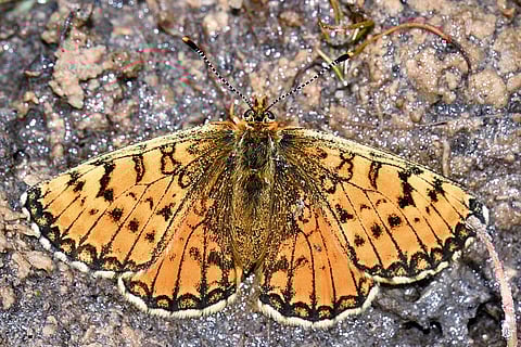 A Common Yellow Swallowtail 