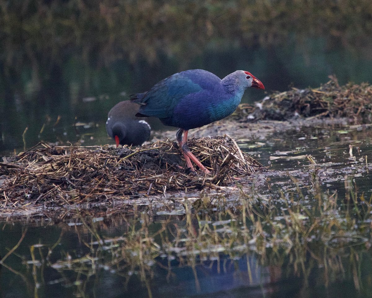 Moorhen at Sultanpur National Park