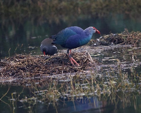 Moorhen at Sultanpur National Park