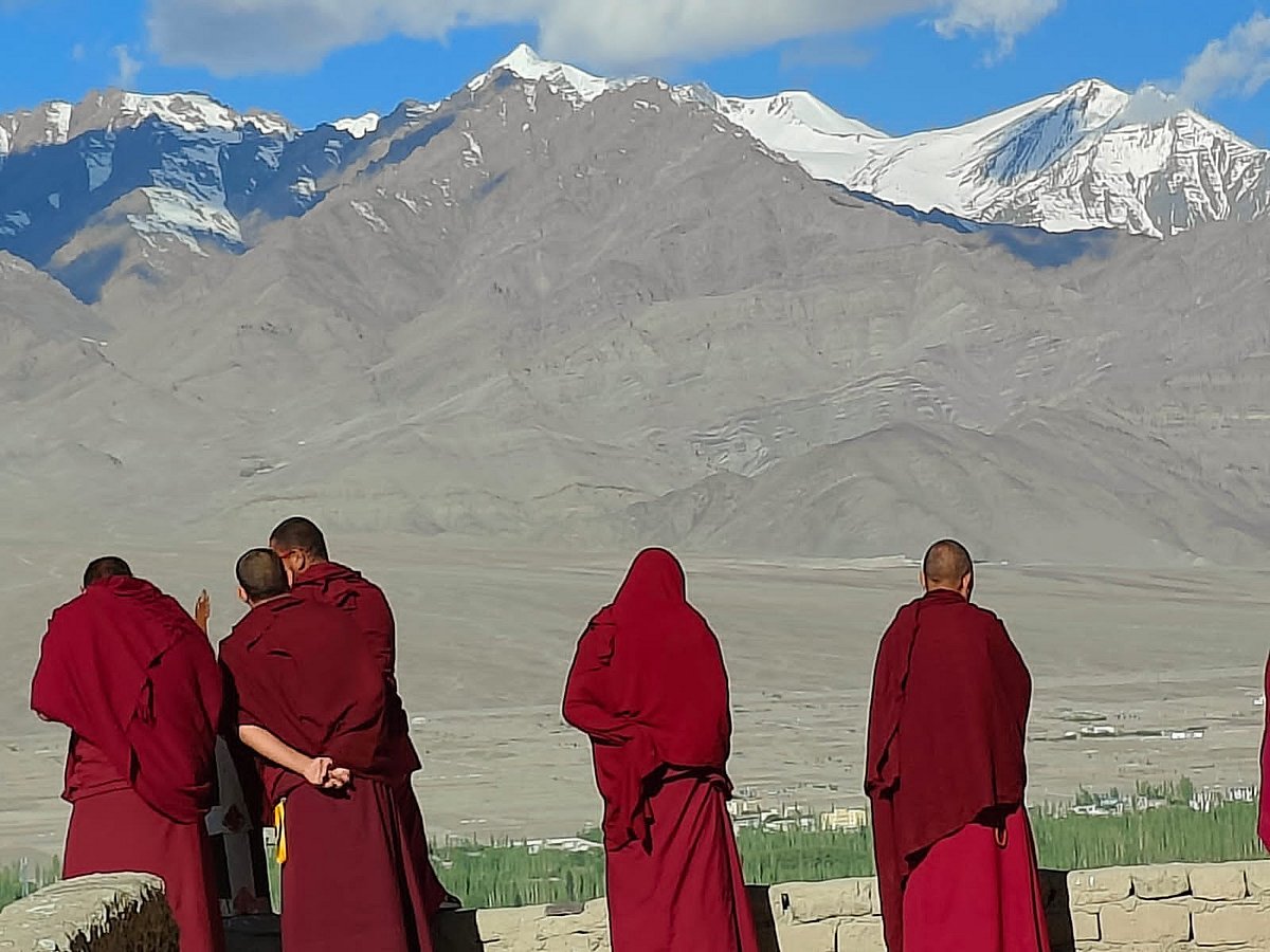 Lamas enjoying the morning sun.
