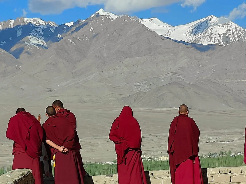 Lamas enjoying the morning sun.