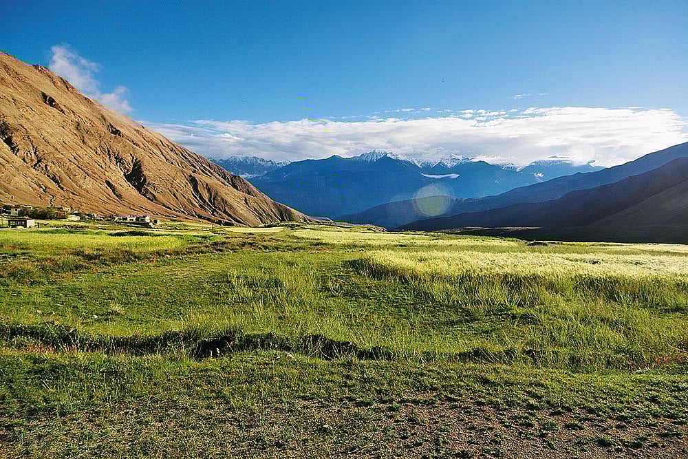 Butterfly habitat near Warila Pass, Ladakh