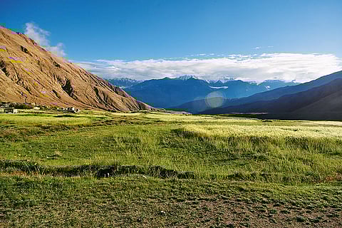 Butterfly habitat near Warila Pass, Ladakh