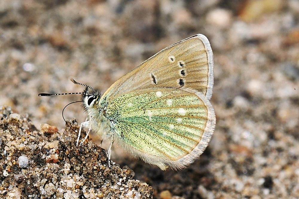 Sanjay Sondhi
 : A male Dusky Green Underwing 