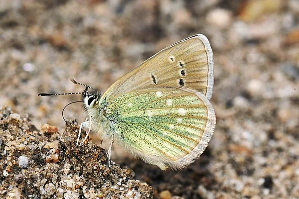 Sanjay Sondhi
: A male Dusky Green Underwing