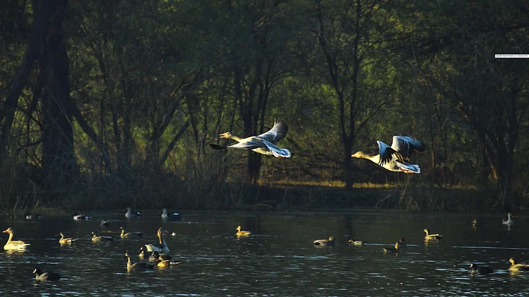 Greylag Geese are some of the many winter visitors at the Sultanpur National Park - RODRICK RAJIVE LAL/Wikimedia Commons