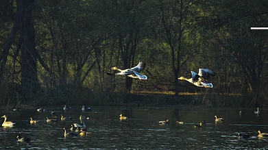 RODRICK RAJIVE LAL/Wikimedia Commons : Greylag Geese are some of the many winter visitors at the Sultanpur National Park