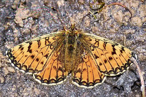 A Blackvein Fritillary