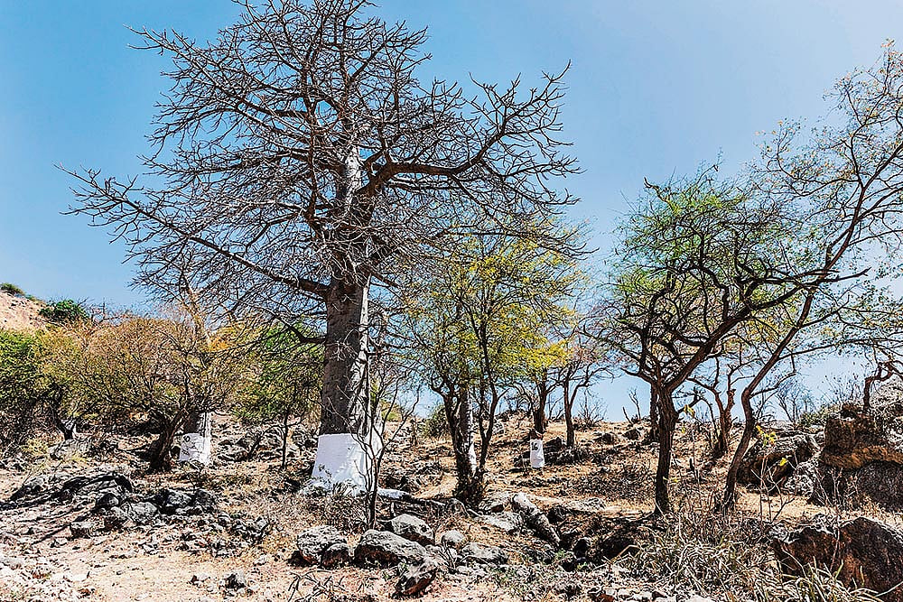 The grand Baobab Grove in Dhofar is home to the regions most striking and ancient baobab trees