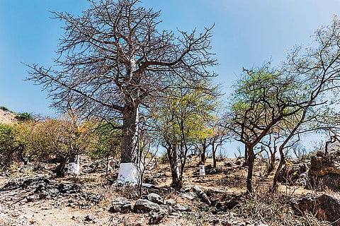 The grand Baobab Grove in Dhofar is home to the region's most striking and ancient baobab trees