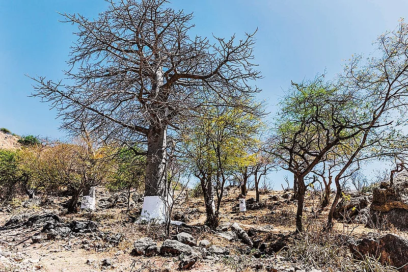 The grand Baobab Grove in Dhofar is home to the regions most striking and ancient baobab trees
