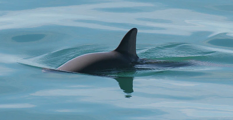 A shot of a Vaquita underwater