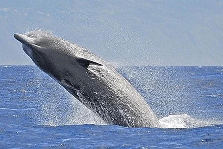 Spade-Toothed Whale in action