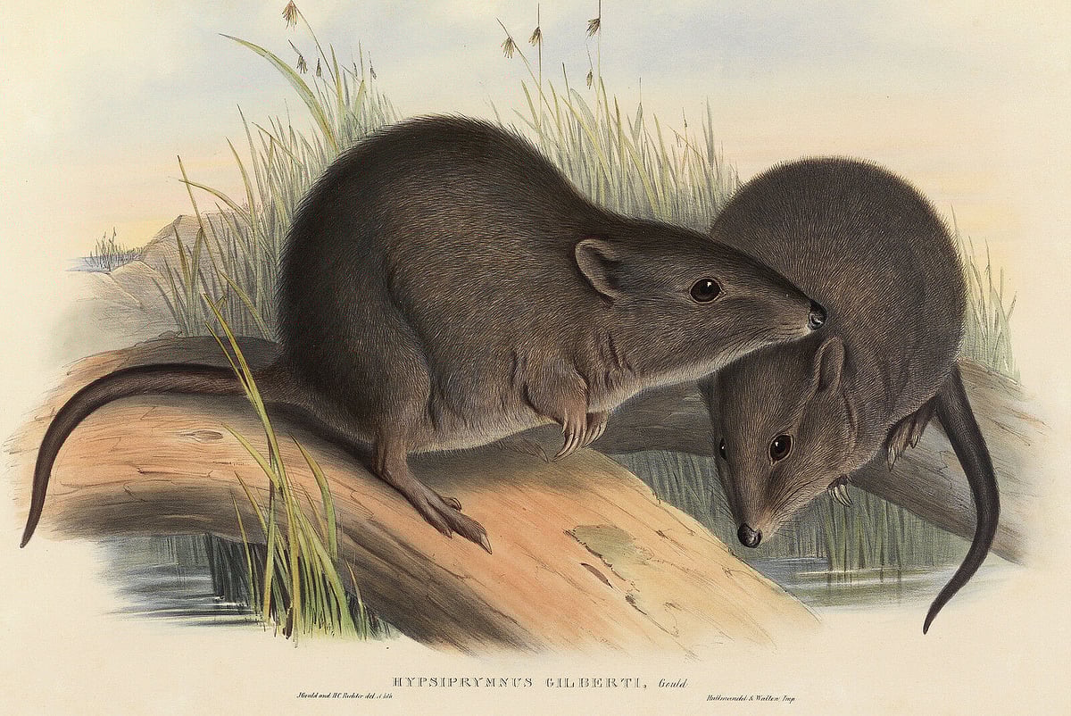 An illustration depicting Gilberts Potoroo